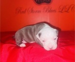 Puppy Puppy 1 American Pit Bull Terrier