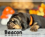 Image preview for Ad Listing. Nickname: Litter of 8