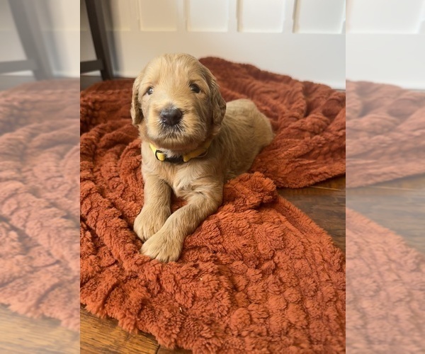 Medium Photo #8 Goldendoodle Puppy For Sale in DELAND, FL, USA