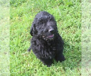 Goldendoodle Puppy for sale in jasper, AR, USA