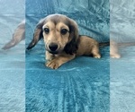 Small #9 Dachshund