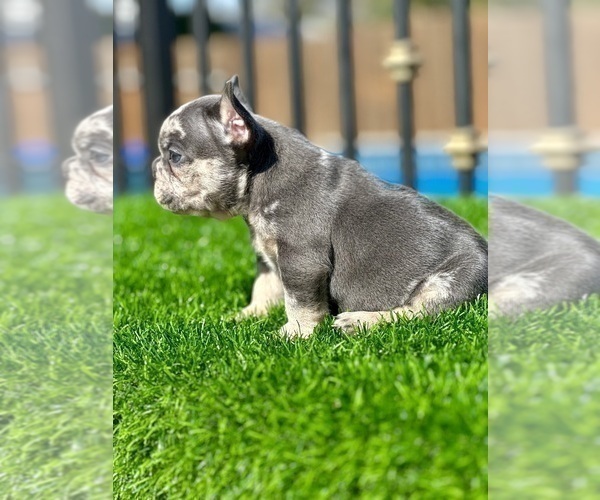 Medium Photo #3 French Bulldog Puppy For Sale in BROOKLYN, NY, USA