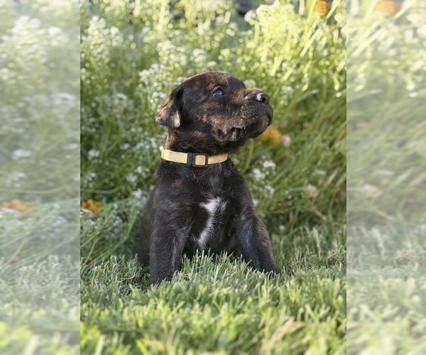 Medium Photo #5 Cane Corso-Doberman Pinscher Mix Puppy For Sale in MODESTO, CA, USA