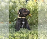 Small Photo #23 Cane Corso-Doberman Pinscher Mix Puppy For Sale in MODESTO, CA, USA