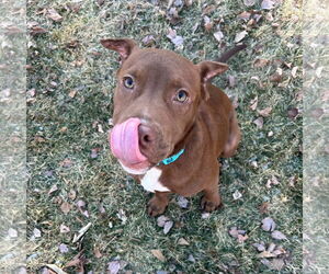 American Pit Bull Terrier-Unknown Mix Dogs for adoption in Germantown, OH, USA