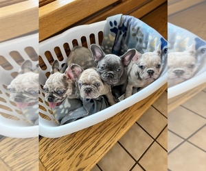 French Bulldog Puppy for sale in ADRIAN, MI, USA