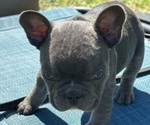 Puppy Puppy 3 Yellow Faux Frenchbo Bulldog