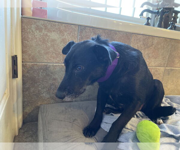 Medium Photo #1 Labrador Retriever-Unknown Mix Puppy For Sale in Holly Springs, NC, USA