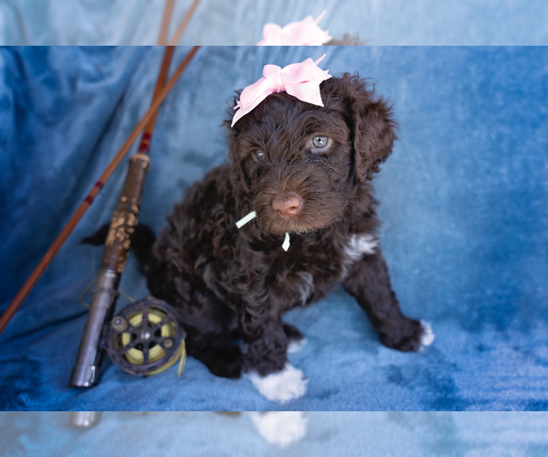 Medium Photo #5 Portuguese Water Dog Puppy For Sale in NAMPA, ID, USA
