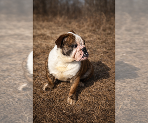 Father of the Bulldog puppies born on 04/18/2026