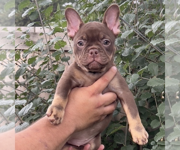 Medium Photo #3 French Bulldog Puppy For Sale in BRIGHTON, CO, USA