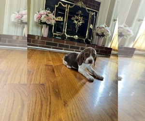 Beagle Litter for sale in WOODBRIDGE, VA, USA