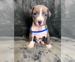 American Pit Bull Terrier Puppy for sale in POMONA, CA, USA