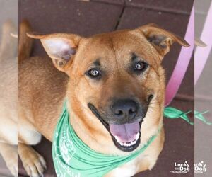 Bassetdor Dogs for adoption in Washington, DC, USA