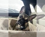 Small Photo #1 French Bulldog Puppy For Sale in Katy, TX, USA