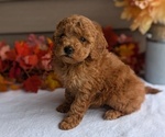 Puppy Mazie Dachshund-Poodle (Toy) Mix