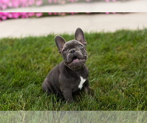 French Bulldog Puppy for sale in MILLERSBURG, IN, USA