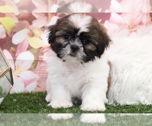 Shih Tzu Puppy for sale in MARIETTA, GA, USA