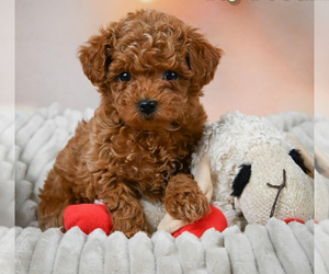 Poodle (Miniature) Puppy for sale in LOWELL, MA, USA