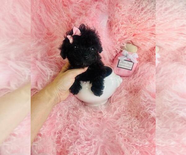 Medium Photo #21 Poodle (Toy) Puppy For Sale in NEW YORK, NY, USA