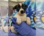 Small #3 Mutt
