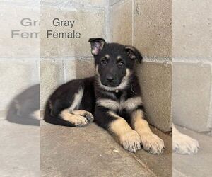 German Shepherd Dog Puppy for sale in CLERMONT, FL, USA