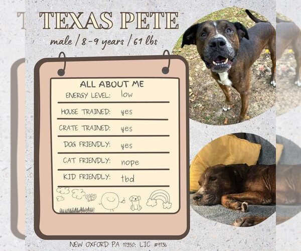 Medium Photo #6 American Bulldog-Unknown Mix Puppy For Sale in New Oxford , PA, USA