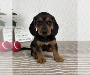 Dachshund Puppy for sale in FRANKLIN, IN, USA