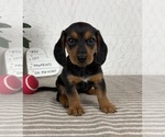 Image preview for Ad Listing. Nickname: Molly