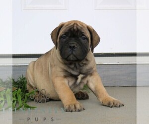 Bullmastiff Puppy for sale in NEW HOLLAND, PA, USA