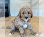 Puppy Teal collar Goldendoodle (Miniature)