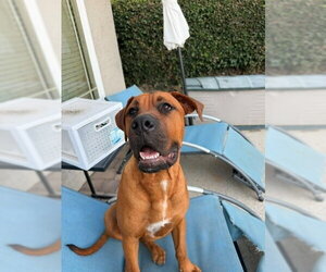 Rocco - (Courtesy Post) Foster or Adopt Me! - Male Rhodesian Ridgeback Dog for Adoption - Photo #4
