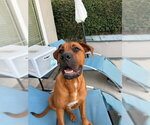 Small #3 Boxer-Rhodesian Ridgeback Mix