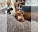 Small #2 American Pit Bull Terrier-Retriever  Mix