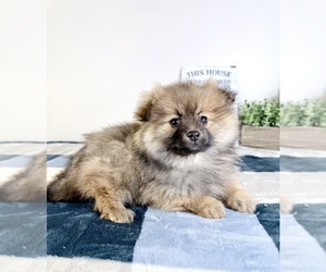 Pomeranian Puppy for sale in GREENFIELD, IN, USA