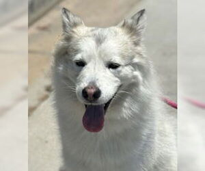 Siberian Husky Dogs for adoption in Salinas, CA, USA