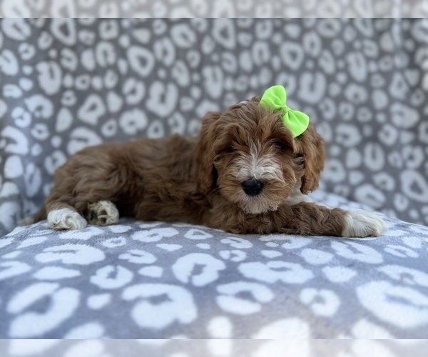 Medium Photo #7 Cavapoo (Miniature) Puppy For Sale in LAKELAND, FL, USA