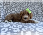 Small #6 Cavapoo (Miniature)
