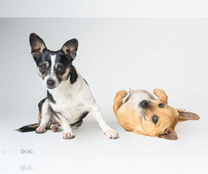 Bonded Pair - Ryver & Ryder - Female Chihuahua Dog for Adoption - Photo #2
