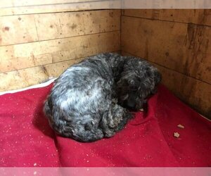Valen - Male Sheepadoodle Dog for Adoption - Photo #8
