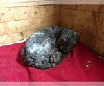 Small Photo #8 Sheepadoodle Puppy For Sale in Bowmanville, Ontario, Canada