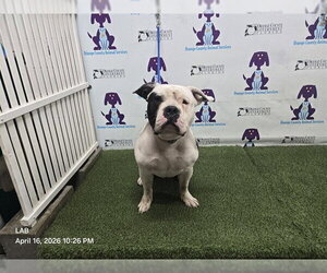 American Bulldog-Unknown Mix Dogs for adoption in Orlando, FL, USA