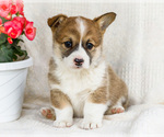 Puppy Sandy Pembroke Welsh Corgi