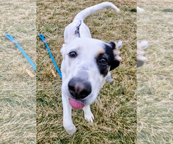 Medium Photo #2 Borador Puppy For Sale in Salt Lake City, UT, USA