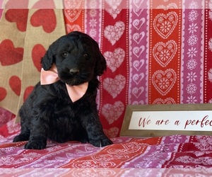 Goldendoodle Puppy for sale in LANCASTER, PA, USA