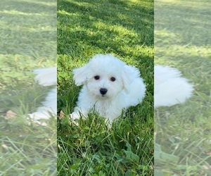 Bichon Frise Puppy for sale in CANOGA, NY, USA