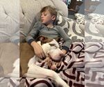 Small #18 American Pit Bull Terrier Mix