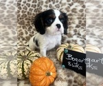Small #3 Cavalier King Charles Spaniel
