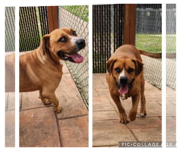 Medium Photo #1 Black Mouth Cur Puppy For Sale in columbia, SC, USA