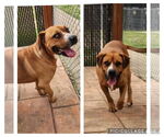 Small Black Mouth Cur